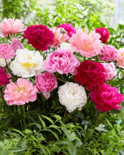 Peony Collection 'Colourburst' 11 Peony Collection 'Colourburst' -Plants And Flowers Shop peony mixed 3