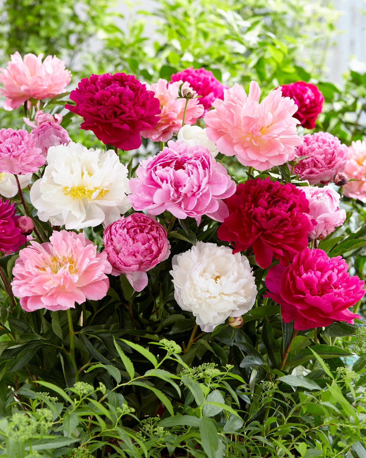 Peony Collection 'Colourburst' 5 Peony Collection 'Colourburst' - Image 5