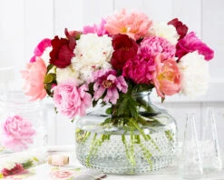 Peony Collection 'Colourburst' 10 Peony Collection 'Colourburst' -Plants And Flowers Shop peony mixed 5