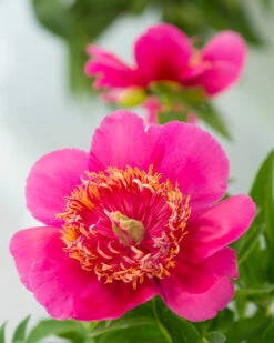 Paeonia 'Anemoniflora' 8 Paeonia 'Anemoniflora' -Plants And Flowers Shop peony officinalis anemoniflora 1