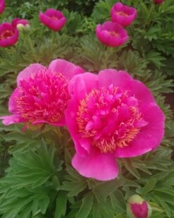 Paeonia 'Anemoniflora' 10 Paeonia 'Anemoniflora' -Plants And Flowers Shop peony officinalis anemoniflora 4