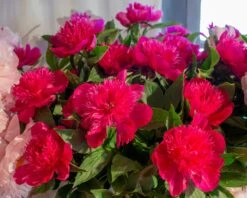 Plants And Flowers Shop -Plants And Flowers Shop peony purple spider 2