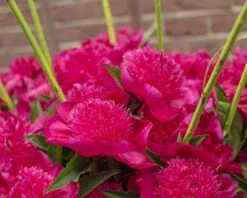 Paeonia 'Purple Spider' 5 Paeonia 'Purple Spider' -Plants And Flowers Shop peony purple spider 3