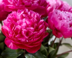 Paeonia 'Red Sarah Bernhardt' -Plants And Flowers Shop peony red sarah bernhardt 1