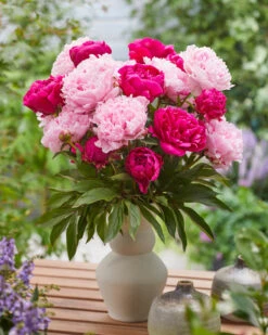 New Products -Plants And Flowers Shop peony red sarah bernhardt 3