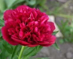 Paeonia 'Red Sarah Bernhardt' -Plants And Flowers Shop peony red sarah bernhardt 4