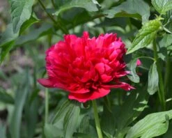Paeonia 'Red Sarah Bernhardt' -Plants And Flowers Shop peony red sarah bernhardt 5