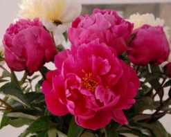 Paeonia 'Red Sarah Bernhardt' -Plants And Flowers Shop peony red sarah bernhardt 6