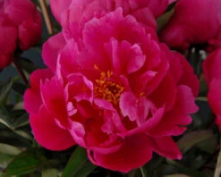 Paeonia 'Red Sarah Bernhardt' -Plants And Flowers Shop peony red sarah bernhardt 7