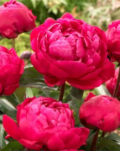 New Products 21 Paeonia 'Red Sarah Bernhardt'