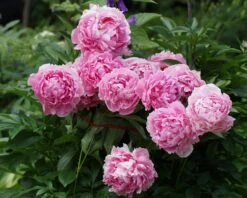 Paeonia 'Sarah Bernhardt' -Plants And Flowers Shop peony sarah bernhardt 1