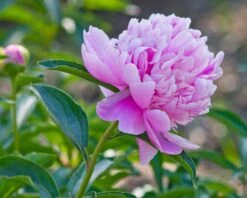 Paeonia 'Sarah Bernhardt' -Plants And Flowers Shop peony sarah bernhardt 3