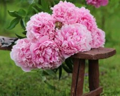 Paeonia 'Sarah Bernhardt' -Plants And Flowers Shop peony sarah bernhardt 8