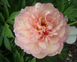 New Products -Plants And Flowers Shop peony scrumdiddlyumptious 2