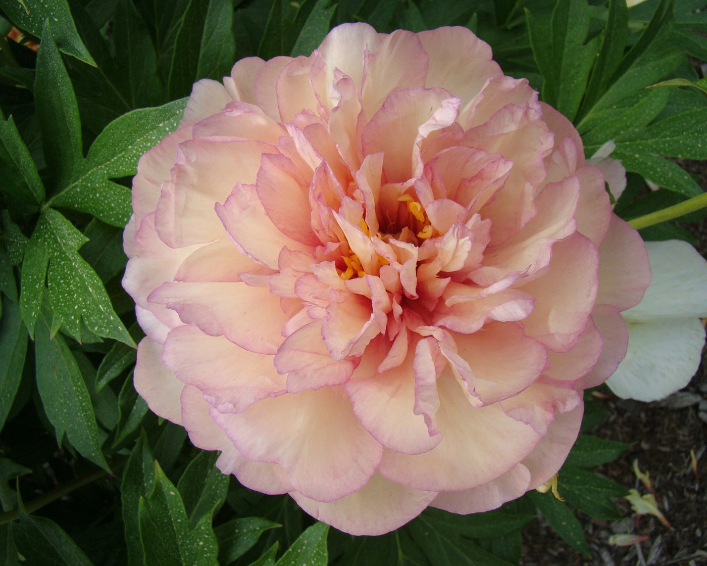 Paeonia 'Scrumdiddlyumptious' 2 Paeonia 'Scrumdiddlyumptious' - Image 2
