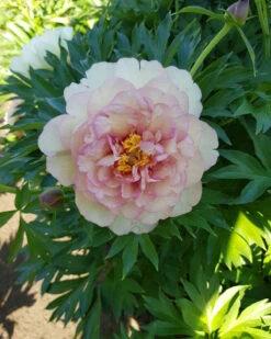 Paeonia 'Scrumdiddlyumptious' 7 Paeonia 'Scrumdiddlyumptious' -Plants And Flowers Shop peony scrumdiddlyumptious 4