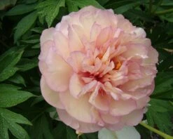 Paeonia 'Scrumdiddlyumptious' 9 Paeonia 'Scrumdiddlyumptious' -Plants And Flowers Shop peony scrumdiddlyumptious 7