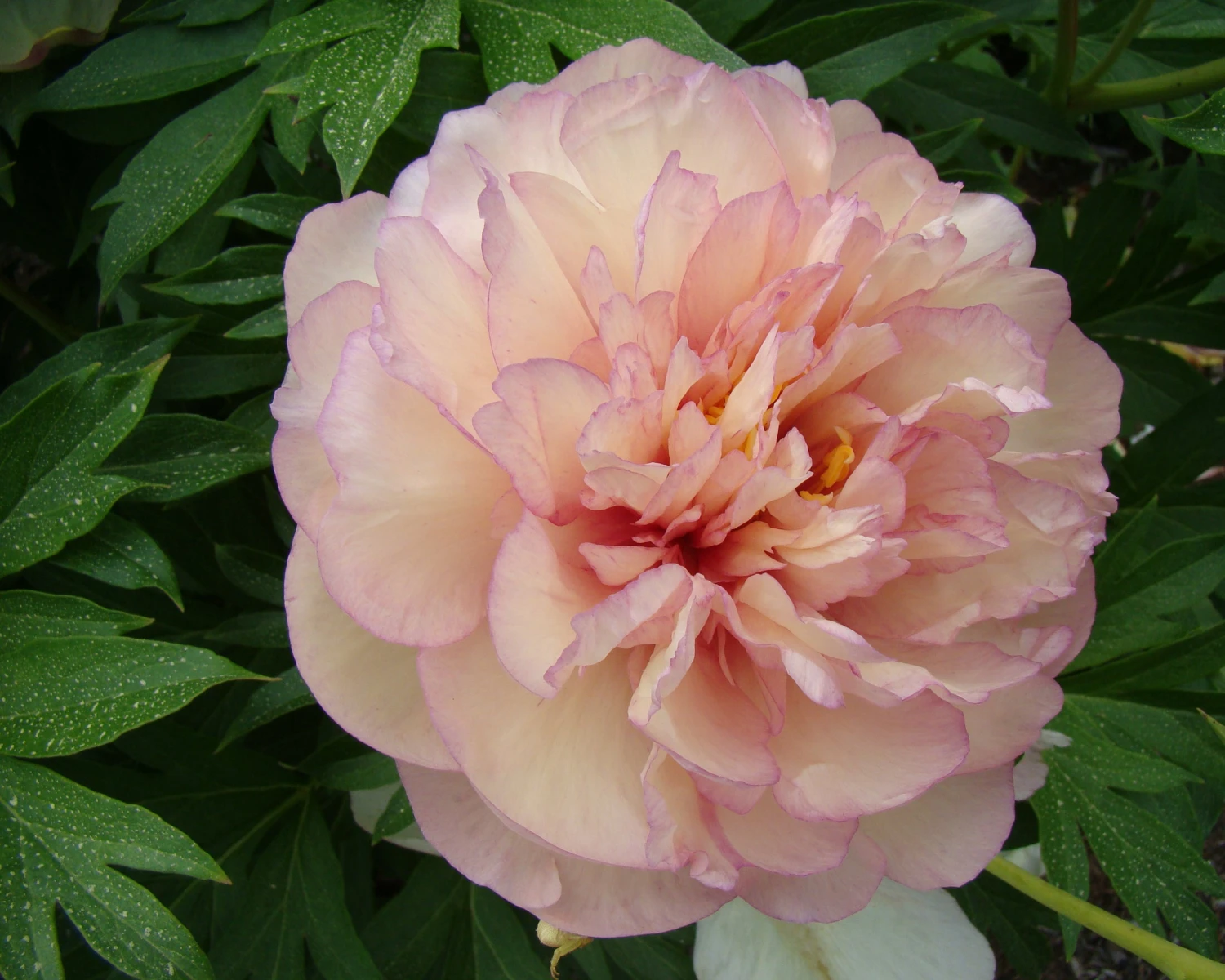 Paeonia 'Scrumdiddlyumptious' 5 Paeonia 'Scrumdiddlyumptious' - Image 5