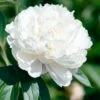Paeonia 'Shirley Temple'