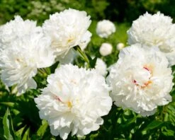 Paeonia 'Shirley Temple' -Plants And Flowers Shop peony shirley temple 3