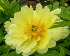 Paeonia 'Sonoma Halo' 9 Paeonia 'Sonoma Halo' -Plants And Flowers Shop peony sonoma halo 4