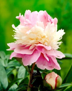 Paeonia 'Sorbet' -Plants And Flowers Shop peony sorbet 00