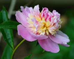 Paeonia 'Sorbet' -Plants And Flowers Shop peony sorbet 1