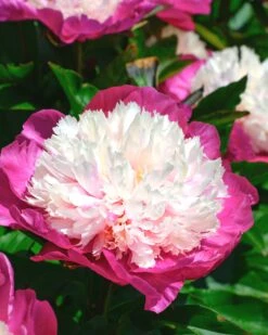 New Products 23 Paeonia 'White Cap'