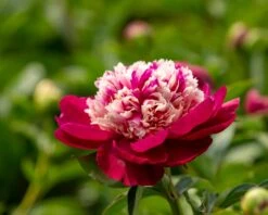 Paeonia 'White Cap' -Plants And Flowers Shop peony white cap 1