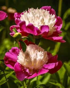 Paeonia 'White Cap' -Plants And Flowers Shop peony white cap 11 74355e3f 9958 4bcf 993a 916c0a4584d2