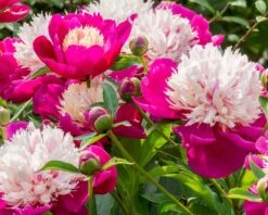 New Products -Plants And Flowers Shop peony white cap 12