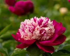 Paeonia 'White Cap' -Plants And Flowers Shop peony white cap 2