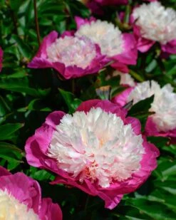 Paeonia 'White Cap' -Plants And Flowers Shop peony white cap 4