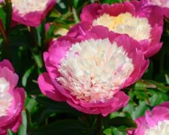Paeonia 'White Cap' -Plants And Flowers Shop peony white cap 9