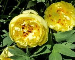 Paeonia 'Yellow Crown' -Plants And Flowers Shop peony yellow crown 2