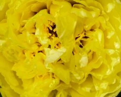 Paeonia 'Yellow Crown' -Plants And Flowers Shop peony yellow crown 3