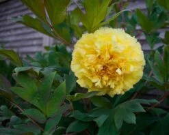 New Products -Plants And Flowers Shop peony yellow crown 5 1dc6a8f1 28e7 419c 8c06 c930e5bf0272