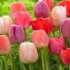 Tulip Collection 'Pride Mix'