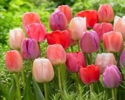 Tulip Collection 'Pride Mix' -Plants And Flowers Shop pride mix 3
