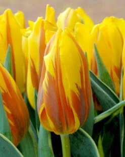 Tulip 'Ravana' 9 Tulip 'Ravana' -Plants And Flowers Shop ravana tulip