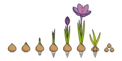 Crocus Sativus -Plants And Flowers Shop saffron crocus