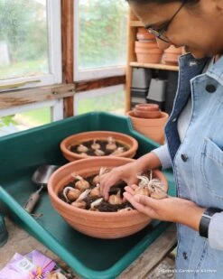 Crocus Sativus -Plants And Flowers Shop sativus 11