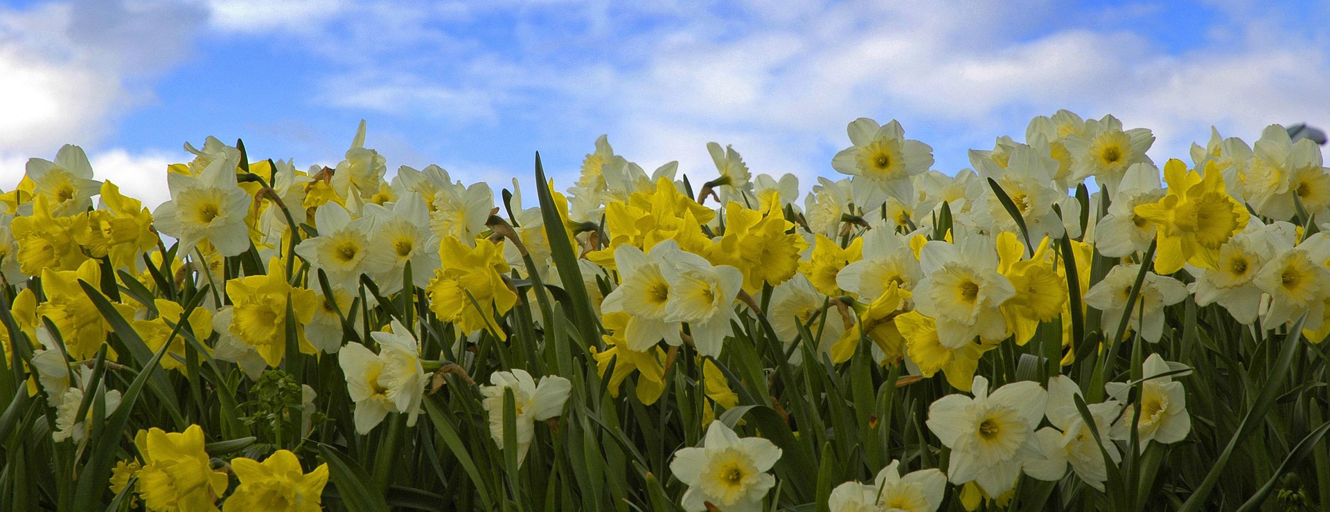 Plants And Flowers Shop -Plants And Flowers Shop sky 2151133 1920