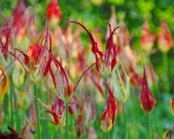 Tulip Acuminata -Plants And Flowers Shop tulip acuminata 4