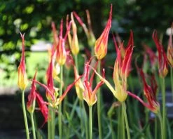 Tulip Acuminata -Plants And Flowers Shop tulip acuminata 5