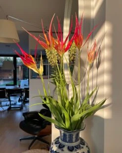 Tulip Acuminata -Plants And Flowers Shop tulip acuminata 9