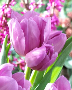 Tulip 'Alibi' -Plants And Flowers Shop tulip alibi 00