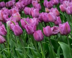 Tulip 'Alibi' -Plants And Flowers Shop tulip alibi 10