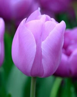 Tulip 'Alibi' -Plants And Flowers Shop tulip alibi 2 de3e642c feec 4518 9234 a0e6d9ee198f
