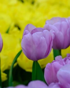 Tulip 'Alibi' -Plants And Flowers Shop tulip alibi 3